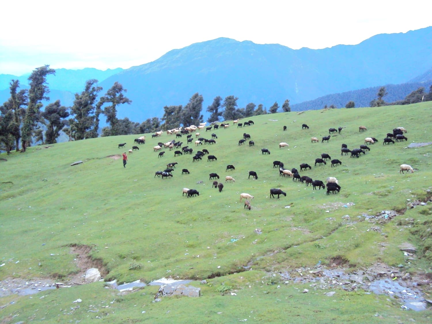 Sheep grazing on the high green grasslands near Chopta