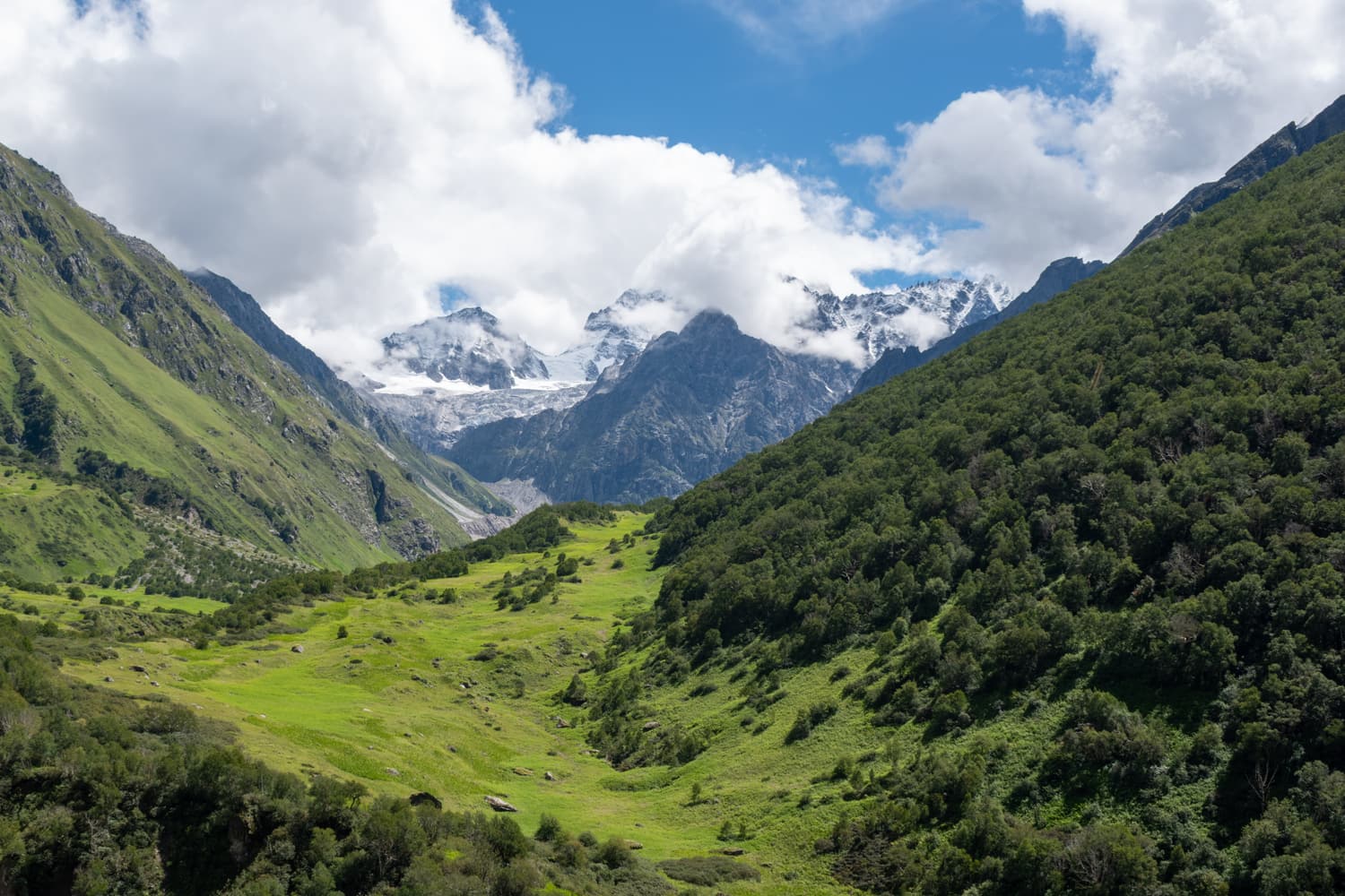 Green meadows on the floor of the Valley of Flowers with snow peaks at the head of the valley