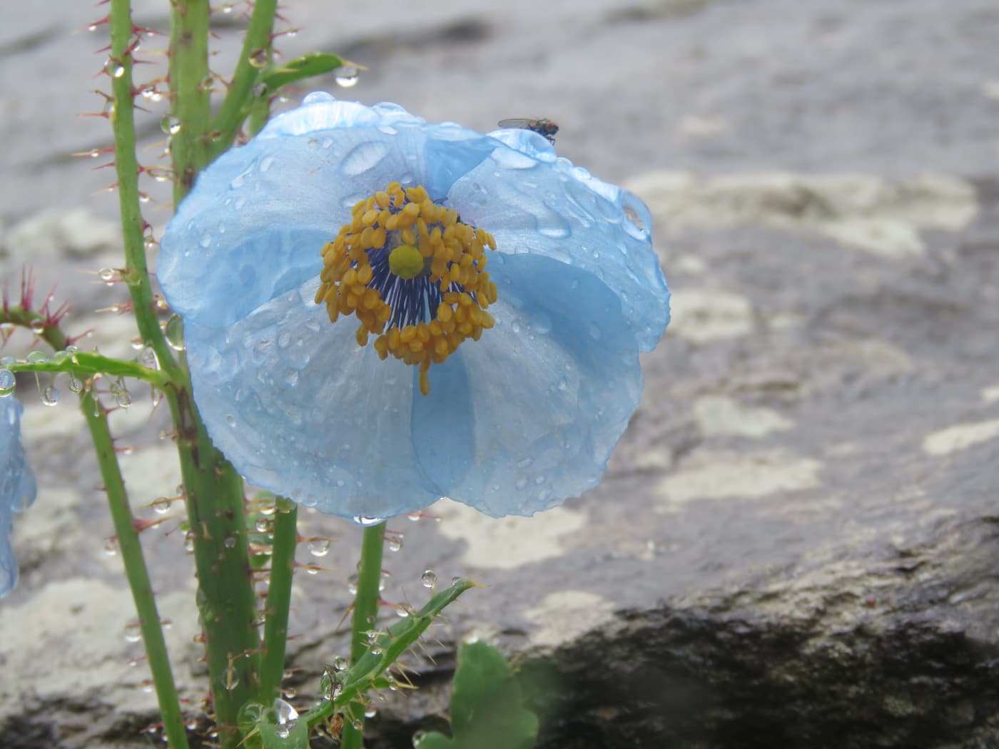 A Himalayan blue poppy with raindrops on its petals