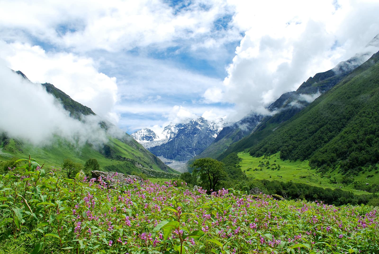 Himalayan balsam in bloom across the Valley of Flowers with cloud on the peaks