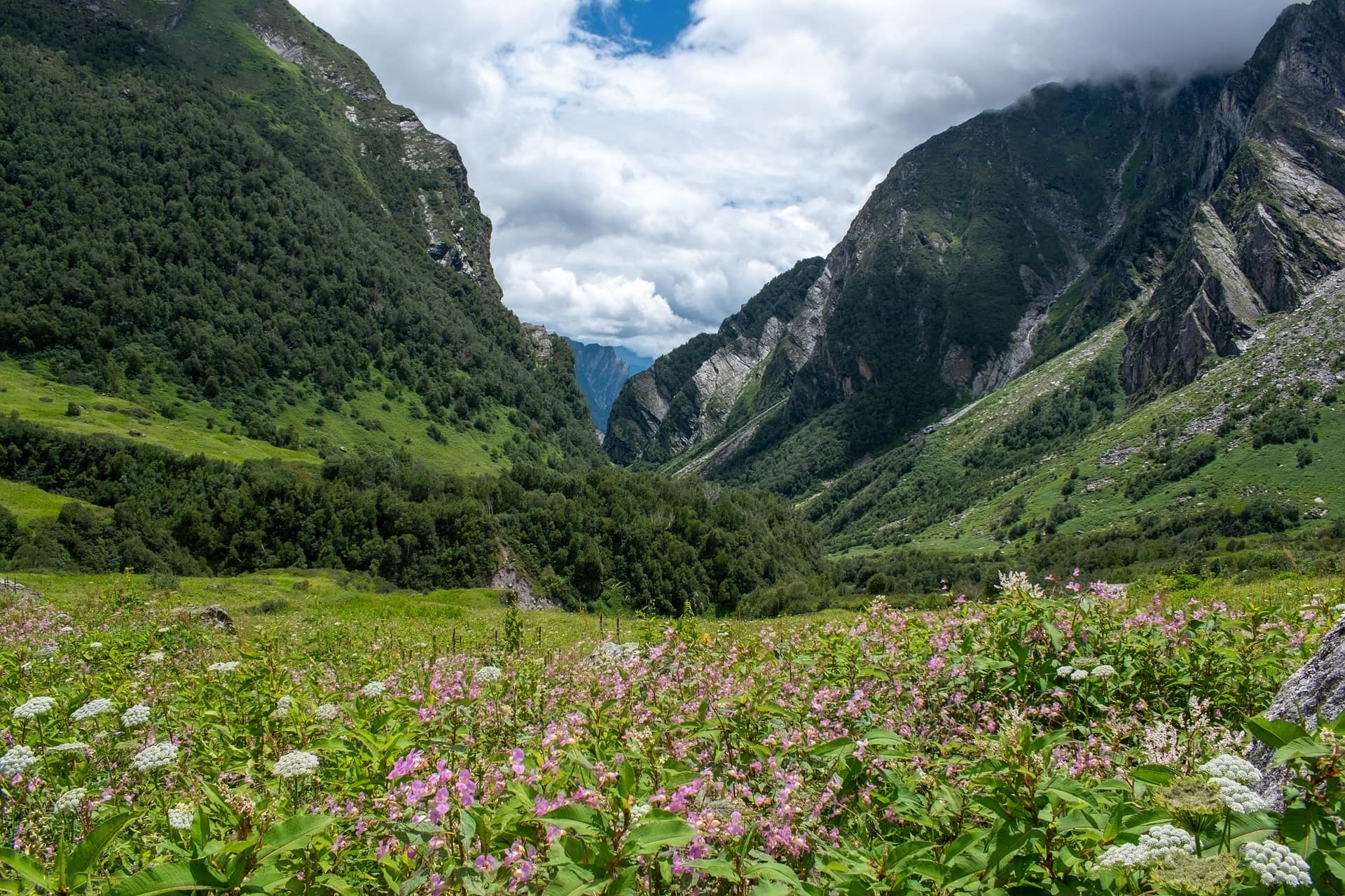 Pink and white wildflowers carpeting the floor of the Valley of Flowers beneath steep green mountains